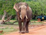 Asian Elephant Yala © Tony Sawbridge