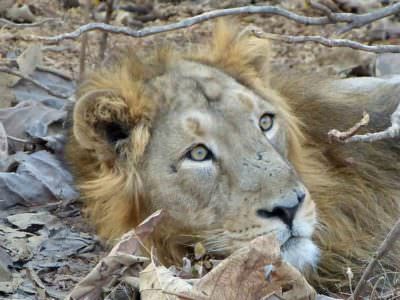 Asiatic Lion Gir National Park © K Claydon