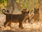 Asiatic Lion cubs at Gir National Park © G Dean