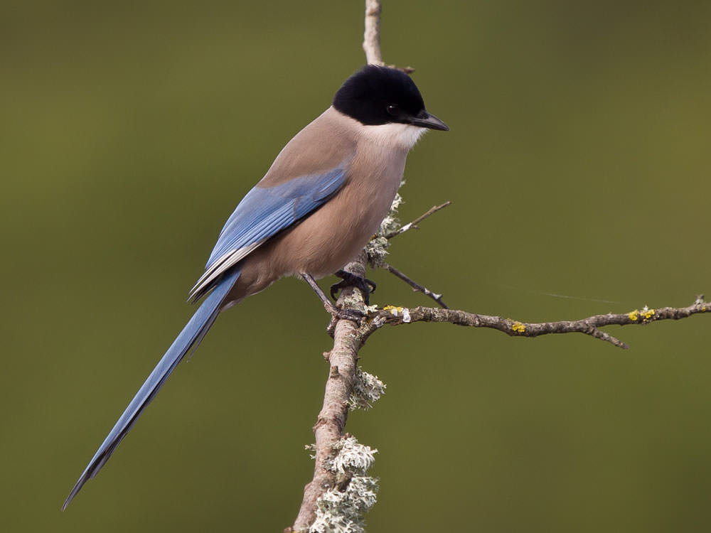 Azure-winged Magpie © R Campey, One Stop Nature Shop