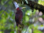 Bay Woodpecker © Wild About Travel