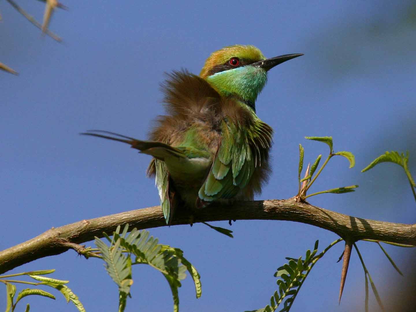 Green Bee-eater © K Barnes
