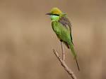 Green Bee-eater © H Hazelhorst