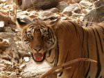 Bengal Tiger © J Thomas