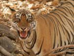 Bengal Tiger © J Thomas