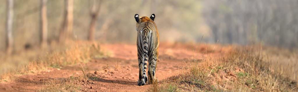 Bengal Tiger © I Newton