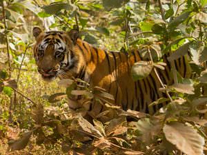 Bengal Tiger, Tadoba © G Dean