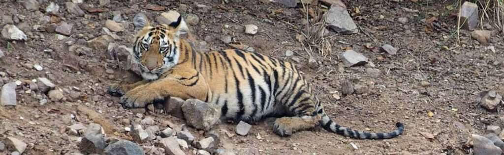 Bengal Tiger, Tadoba © J Dale