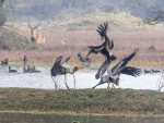 Bharatpur Bird Sanctuary lots going on © P Clarke
