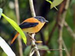 Black-and-orange Flycatcher © R Wasley