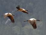 Black-necked Crane © Wild About Travel