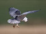 Black-winged Kite © R Campey, One Stop Nature Shop