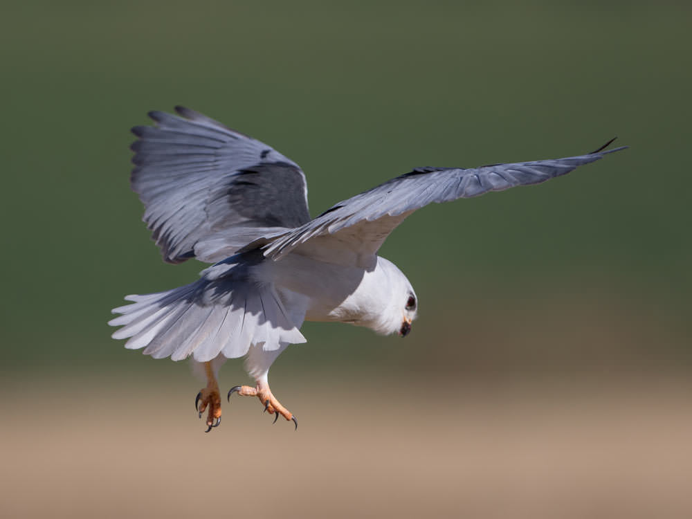 Black-winged Kite © R Campey, One Stop Nature Shop