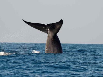 Blue Whale off Mirissa © Tony Sawbridge