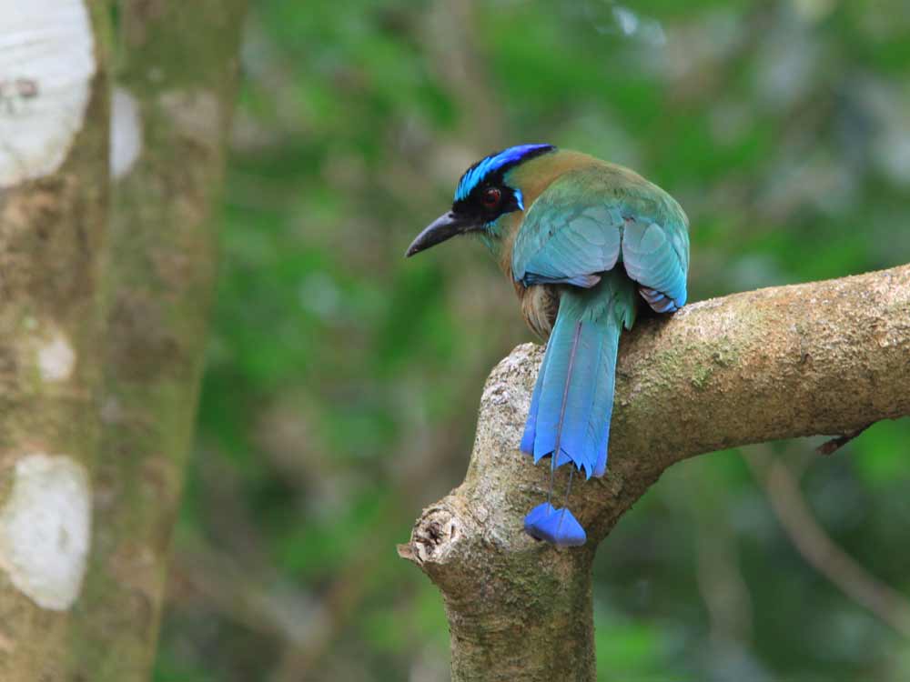 Blue-crowned Motmot © M O'Dell