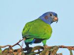 Blue-headed Parrot © K Barnes