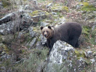 Cantabrian Brown Bear © I Reyero