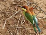 Chestnut-headed Bee-eaters © M O'Dell