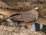 Crested Serpent Eagle © C Bloomfield