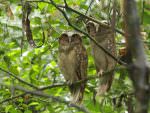 Crested Owls © M O'Dell