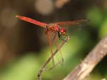 Crimson Marsh Glider © R Wasley