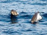 Dolphins off Mirissa © Tony Sawbridge