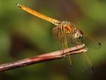 Dragonfly spp.© M O'Dell