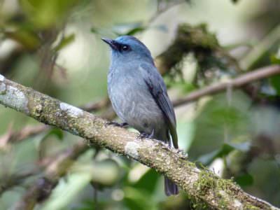 Dull-blue Flycatcher on endemic birding tour