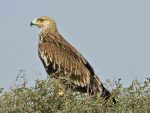 Juvenile Eastern Imperial Eagle, Bikaner Carcass Dump © T Lawson