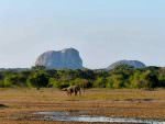 Elephant Rock, Yala with Asian Elephant © D Blakeley