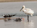 Eurasian Spoonbill and Indian Skimmers © P Clarke