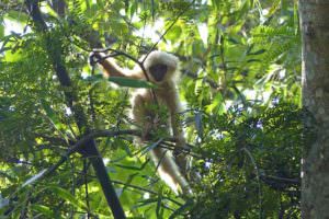 Golden Langur youngster © I Smith