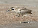 Great Thick-knee © D Bryan