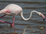 Greater Flamingo © P Lucio