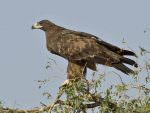 Greater Spotted Eagle Bikaner Carcass Dump © T Lawson