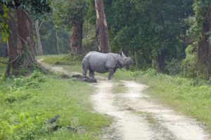 Greater One-horned Rhino and latrine, Kaziranga © J Thomas