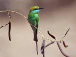 Green Bee-eater © D Bryan
