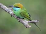 Green Bee-eater © M O'Dell