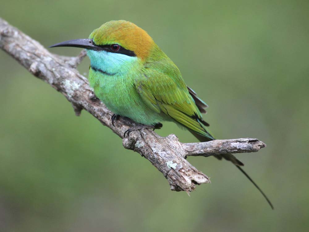Green Bee-eater © M O'Dell