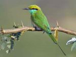 Green Bee-eater © T Lawson