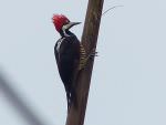 Guayaquil Woodpecker © D Bridges