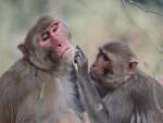 Rhesus Macaque © H Hazelhorst