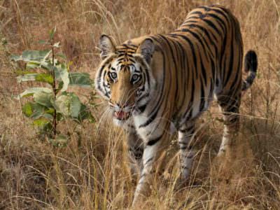 Bengal Tiger © H Hazelhorst