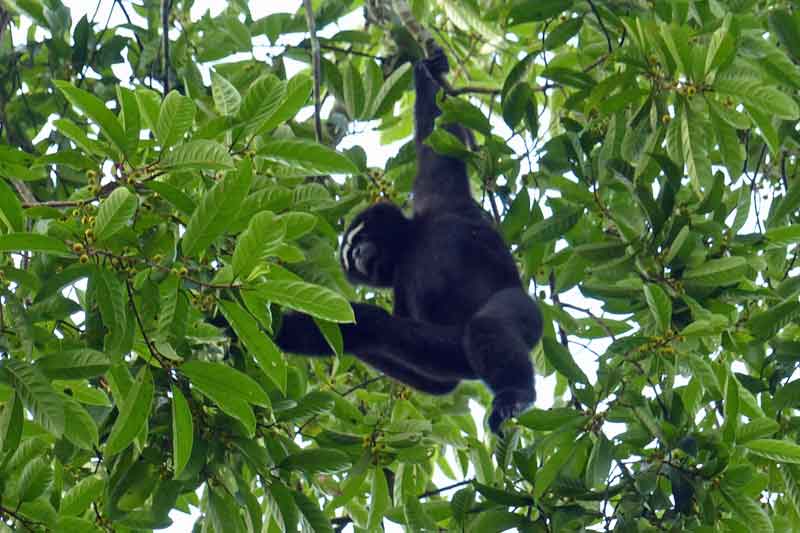 Hoolock Gibbon male © J Thomas
