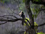 Malabar Pied Hornbill © M Addis