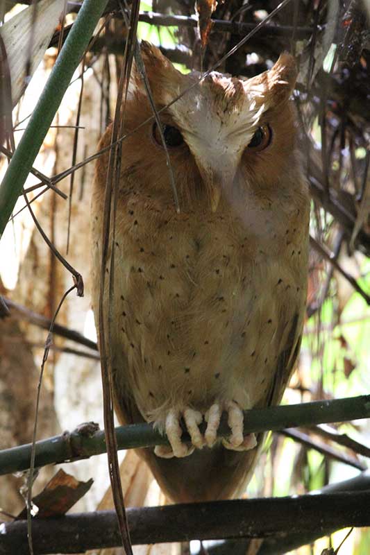 Serendib Scops Owl © Steve P. Dudley