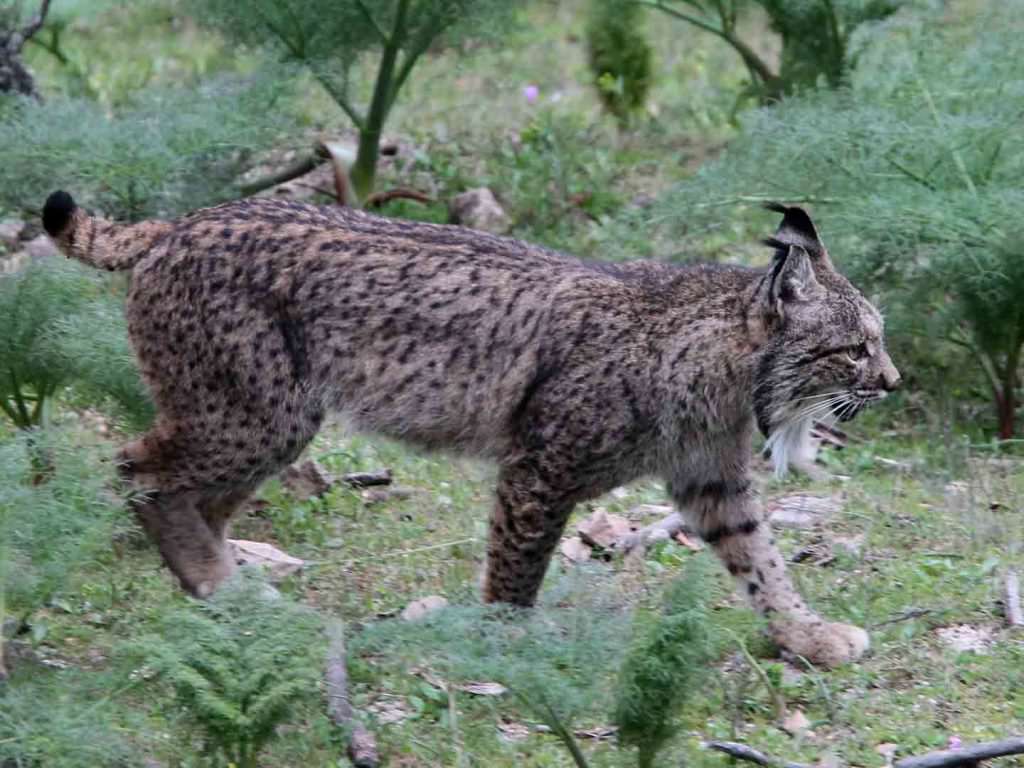 Iberian Lynx Sierra de Andujar © B Barnacal