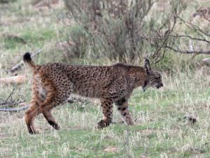 Iberian Lynx, La Lancha © H Moore