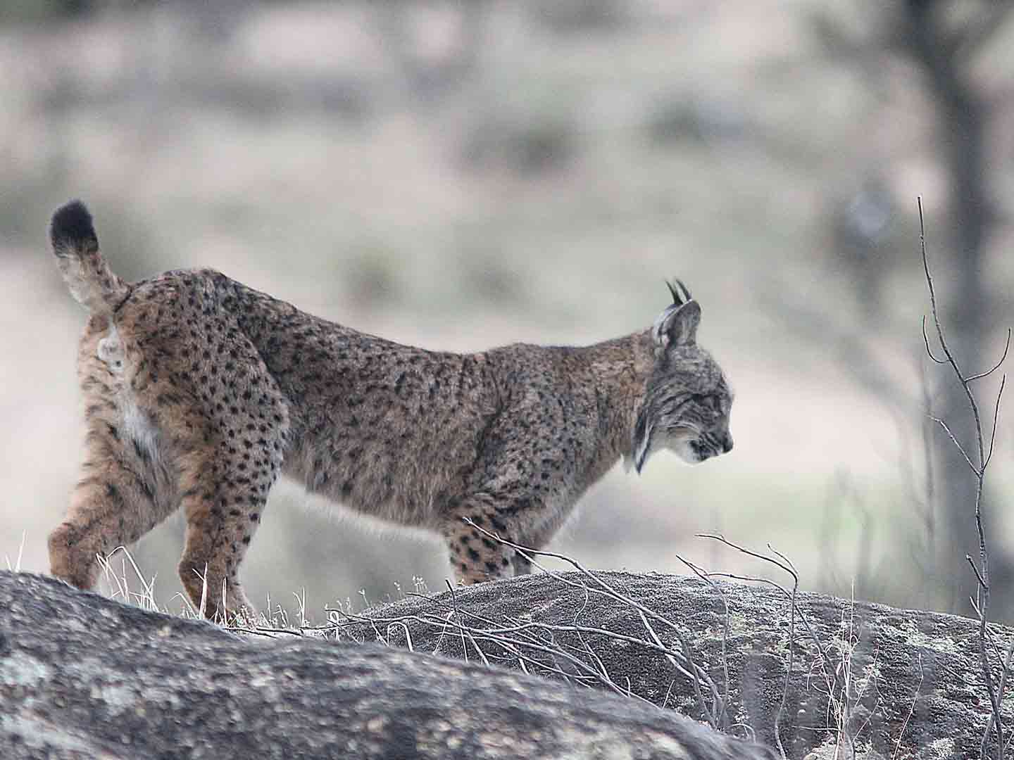 Iberian Lynx La Lancha © H Moore