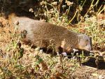 Indian Brown Mongoose © R Wasley